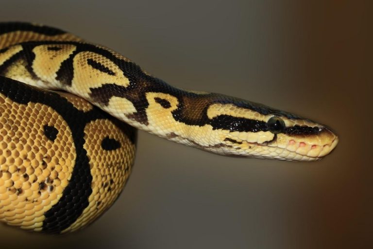 What’s the Difference between Pythons and Anacondas?