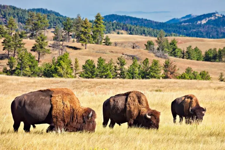 What’s the difference between Bison and Buffalo?