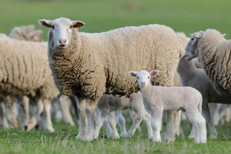 What are the Differences between Sheep and Lamb?