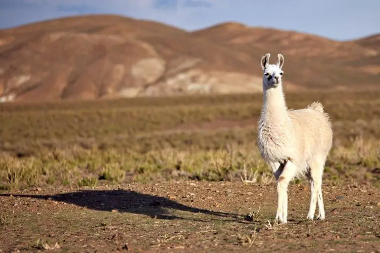 What Is the Difference between Llama and Alpaca?