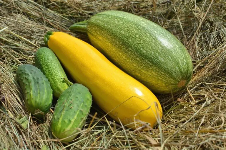 What’s the Difference between Cucumber and Zucchini?