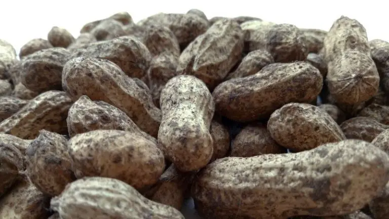 health-benefits-of-peanuts-also-known-as-the-groundnut-peanuts-are