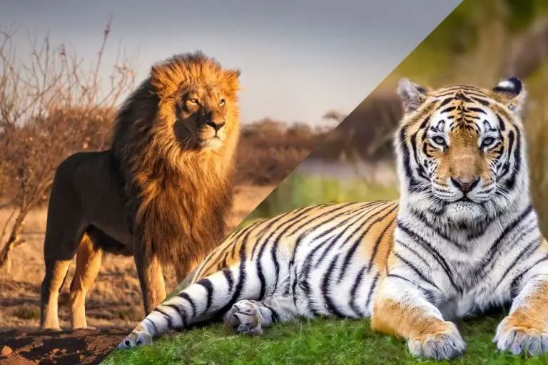 7 Weird Differences Between Tigers and Lions