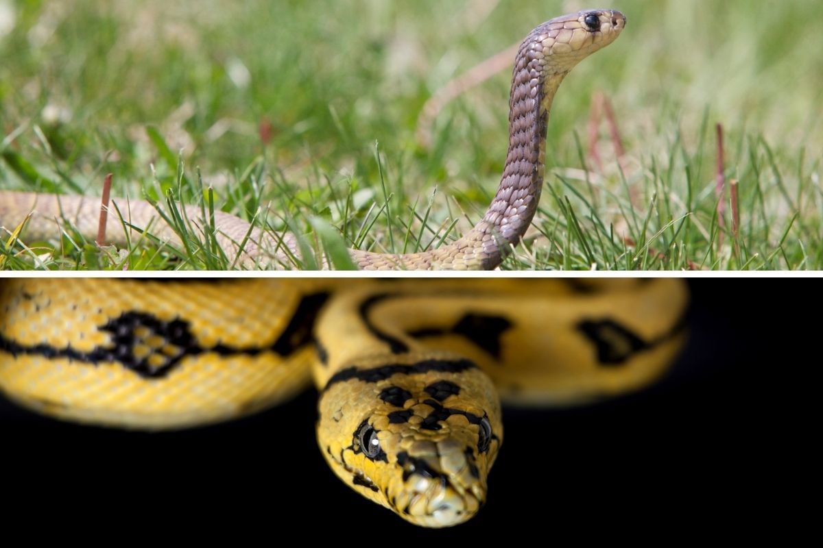 python vs cobra main differences