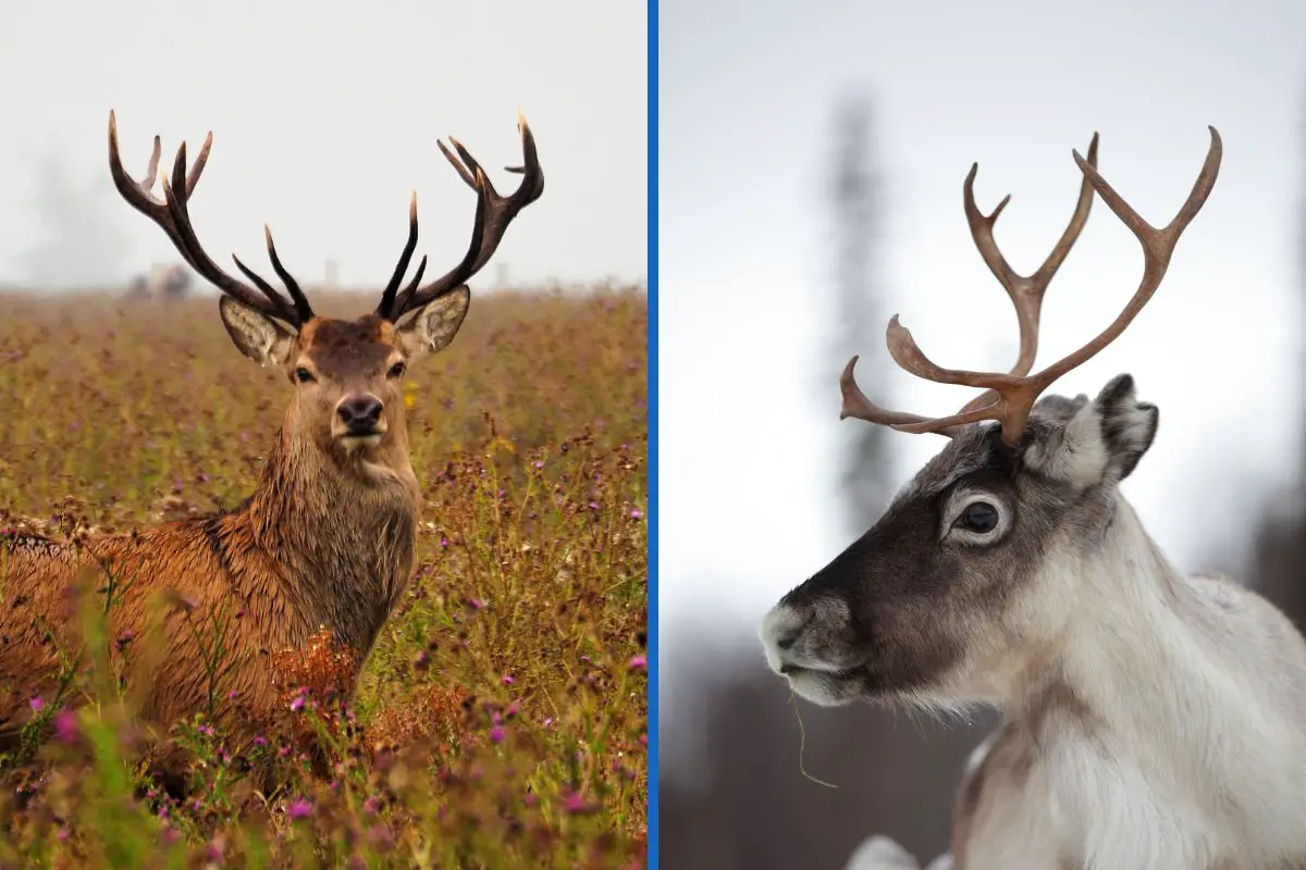 difference between deer and reindeer